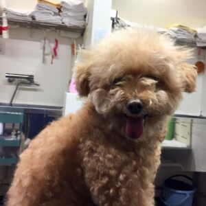 ココアちゃんカット前