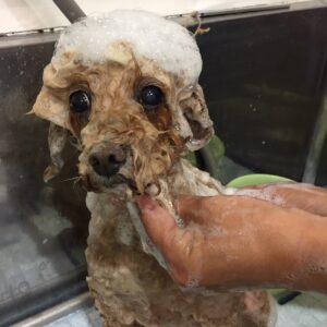 ココアちゃんシャンプー中