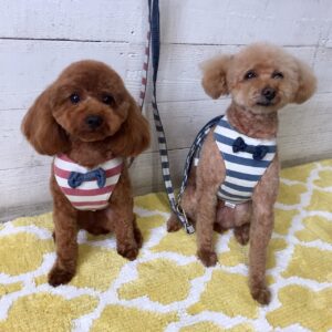 ココアちゃんむぎちゃん施術後