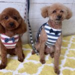 ココアちゃんむぎちゃんアイキャッチ