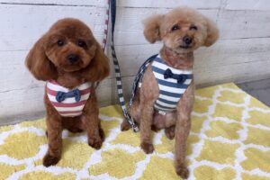 ココアちゃんむぎちゃんアイキャッチ