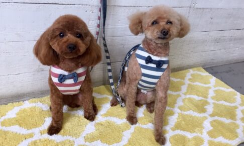 ココアちゃんむぎちゃんアイキャッチ