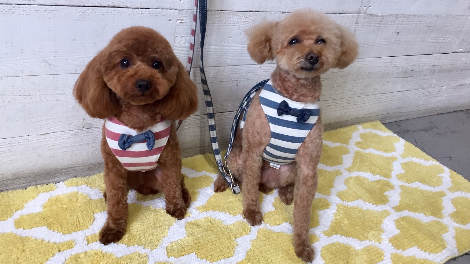 ココアちゃんむぎちゃんアイキャッチ