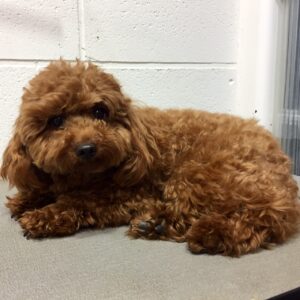 むぎちゃんカット前