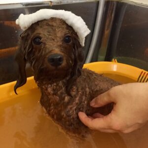 むぎちゃんスパ中