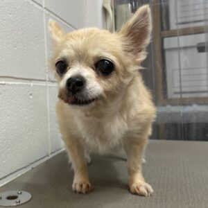 モモちゃんカット前