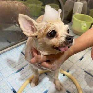 モモちゃんシャンプー中