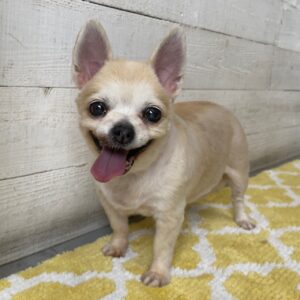 モモちゃん施術後