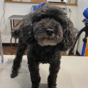 柊ちゃんカット前