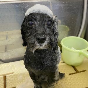 柊ちゃんシャンプー中