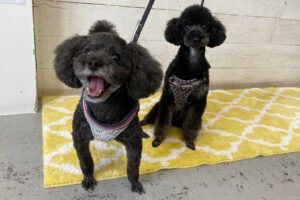 柊ちゃん椋ちゃんアイキャッチ