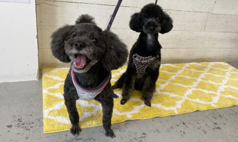 柊ちゃん椋ちゃんアイキャッチ