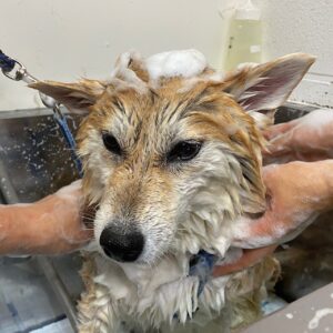 モモカちゃんシャンプー中