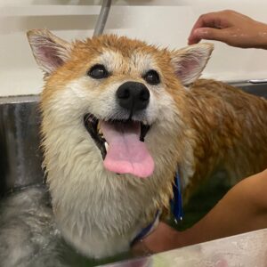 モモカちゃんスパ中