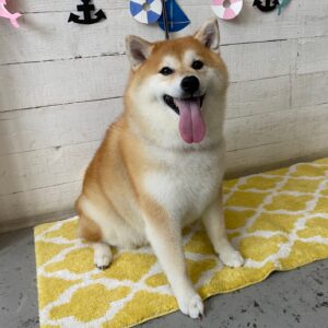 モモカちゃん施術後