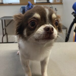 チョコちゃんカット前