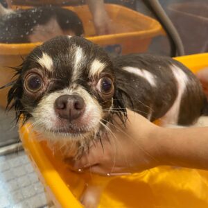 チョコちゃんスパ中