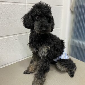 椋ちゃんカット前