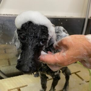 椋ちゃんシャンプー中