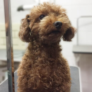 よろしくトイプー