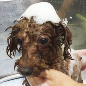 シャンプートイプー