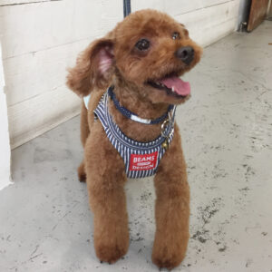 仕上がりトイプー