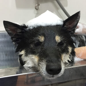 シャンプーしば