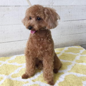 仕上がりトイプー