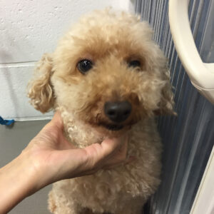 よろしくトイプー