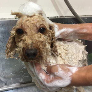 シャンプートイプー