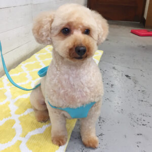 仕上がりトイプー