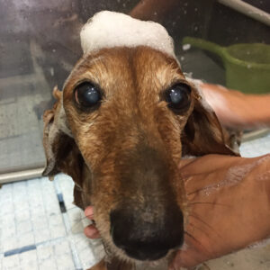 シャンプーダックス