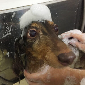 シャンプーダックス