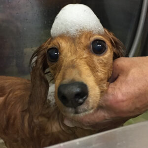 シャンプーダックス