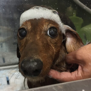 シャンプーダックス