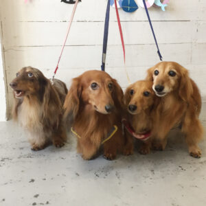 仕上がりダックス1