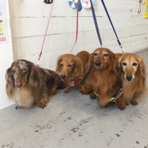 仕上がりダックス2