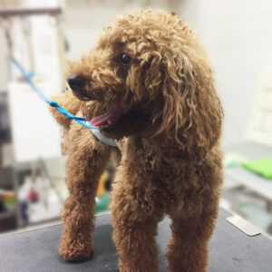 よろしくトイプー