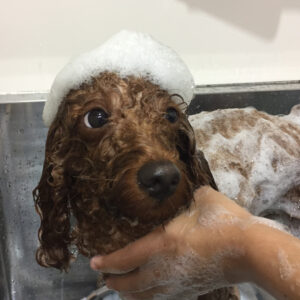 シャンプートイプー