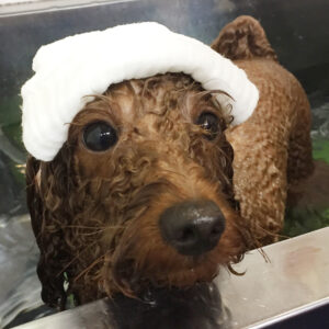 お風呂トイプー