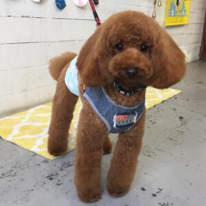 仕上がりトイプー