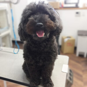 よろしくトイプー