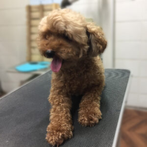 よろしくトイプー