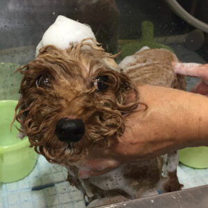 シャンプートイプー