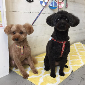 仕上がりトイプー