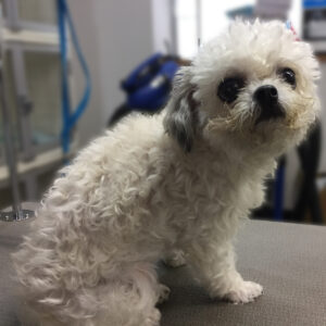 よろしくミックス