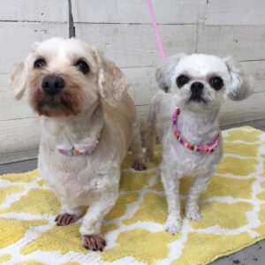 仕上がりミックス