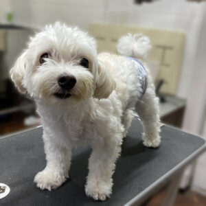 よろしくミックス