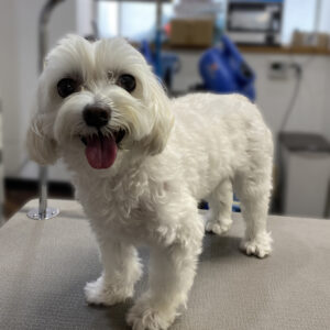 よろしくマルチーズ