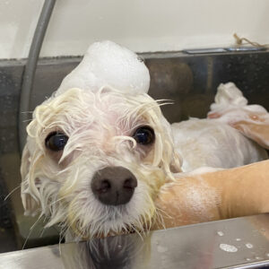 シャンプーミックス